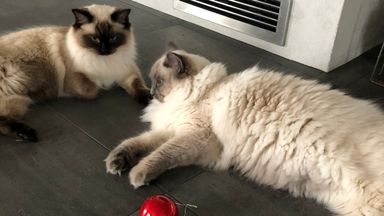 Blue and Nova collaborate